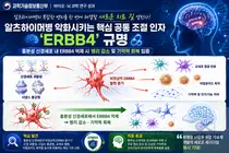 국내 연구진, 치매 악화 주범 'ERBB4' 첫 규명… 기억력 회복 입증
