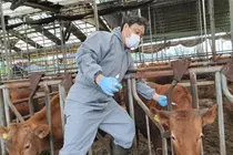 경기도, 소·염소 47만 마리 구제역 백신 맞힌다… 1일부터 일제접종