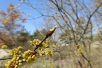 경기도산림환경연구소, 16년 장기 관측 공개… 봄철 눈트임 최대 2일 빨라졌다