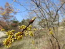 경기도산림환경연구소, 16년 장기 관측 공개… 봄철 눈트임 최대 2일 빨라졌다