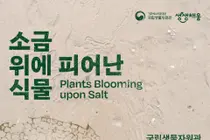 국립생물자원관, 염생식물 26종 한자리에… '소금 위에 피어난 식물' 개최