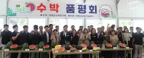 양평 수박 신품종 '조생흑미', 소비자·유통인 시장성 평가서 종합 1위