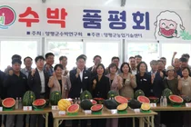 양평 수박 신품종 '조생흑미', 소비자·유통인 시장성 평가서 종합 1위