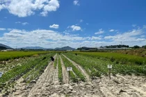 이천시, 나물콩 '해찬'·'아람' 실증 착수… 회당 600kg 생산 정조준