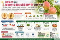겉은 멀쩡한데 속은 갈색?… 35도 폭염에 '복숭아 갈변' 비상