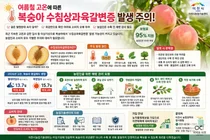 겉은 멀쩡한데 속은 갈색?… 35도 폭염에 '복숭아 갈변' 비상