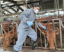 경기도, 소·염소 47만 마리 구제역 백신 맞힌다… 1일부터 일제접종