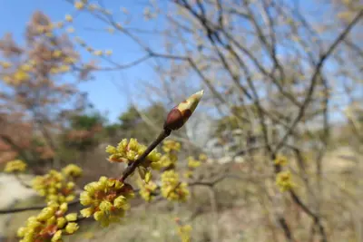 경기도산림환경연구소, 16년 장기 관측 공개… 봄철 눈트임 최대 2일 빨라졌다