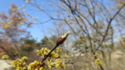 경기도산림환경연구소, 16년 장기 관측 공개… 봄철 눈트임 최대 2일 빨라졌다