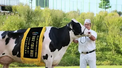이천시, 최고 우량 젖소 가린다. 41농가 80여 두 출품 '열전'