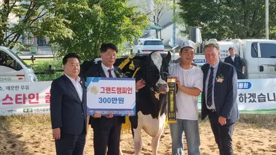 이천시 홀스타인 품평회, 1000여 명 몰렸다. 최고 젖소 '그랜드 챔피언' 탄생