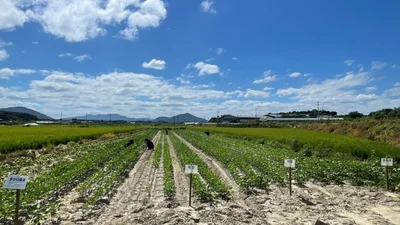 이천시, 나물콩 '해찬'·'아람' 실증 착수… 회당 600kg 생산 정조준