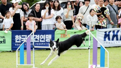 이천시, 10월 '2026 이천펫축제' 연다. 예스파크서 이틀간 힐링