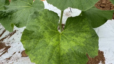 경기도, 멜론·수박 잎 노랗게 변하는 바이러스 경고… 3년 평균 발병률 81%