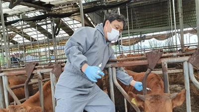 경기도, 소·염소 47만 마리 구제역 백신 맞힌다… 1일부터 일제접종