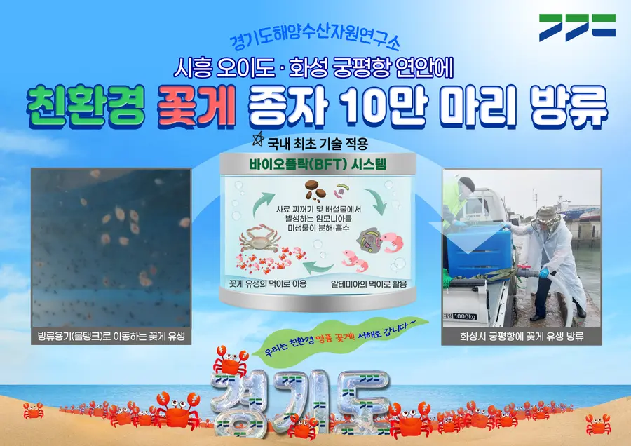 경기도해양수산자원연구소는 자체 생산한 어린 꽃게 10만 마리를 20일과 22일 시흥 오이도와 화성 궁평항 연안에 방류했다. = 경기도청 제공
